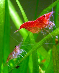 Breeding Red Cherry Shrimp Cherry Shrimp Red Cherry Shrimp Freshwater Aquarium Shrimp