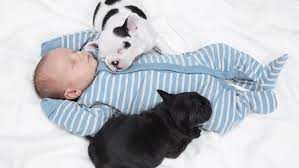 Introducing Puppies And Babies Properly