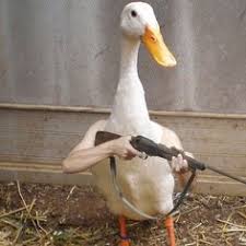 Birds With Human Arms Gallery Of Birds With Human Arms In 2020 Funny Photoshop Funny Animal Memes Animal Memes