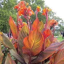 Maybe you would like to learn more about one of these? Tropicanna Canna Lily Bulbs Canna Indica High Country Gardens