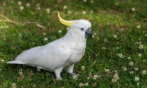 Penamaan burung baru mungkin merupakan salah satu tanggung jawab paling menarik dari orang tua hewan peliharaan, tetapi itu juga dapat menipu. Terbaru 1000 Daftar Nama Hewan Binatang Serta Gambarnya