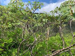 Image result for Euphorbia spissiflora