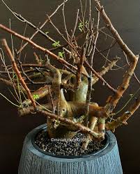 Image result for Commiphora schlechteri
