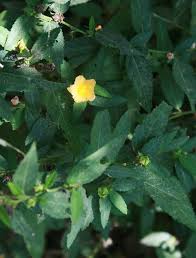 Image result for Sida serratifolia