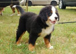 Bernese Mountain Dog Black Brown And White Dog Breeds Bernese Mountain Dog Puppy Spirit Animal Totems Bernese Mountain Dog Puppy Bernese Mountain Dog Pet Dogs Puppies