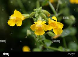 Image result for Phrymaceae