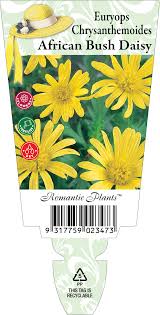 Image result for Euryops chrysanthemoides