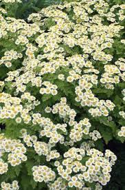 Schnell Wachsende Pflanzen Schnell Wachsende Pflanzen Garten Pflanzen Wachsenden Pflanzen