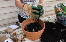 Online wholesaler in flower bulbs Top Ten Tips On How To Plant Your Spring Bulbs In Pots Tesselaar