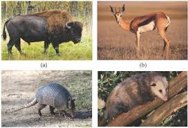 Selain itu juga ada sapi. Karakteristik Benua Amerika Dan Keadaan Alam Serta Budaya Negara Amerika Serikat