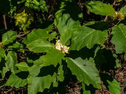 Image result for Solanum chrysotrichum