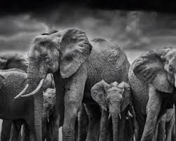 Draw this elephant by following this drawing lesson. Simple Realistic Elephant Drawing Archives How To Draw Step By Step