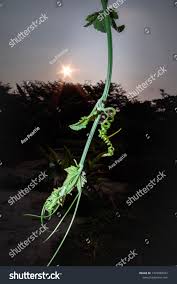 Image result for Lagenaria sphaerica