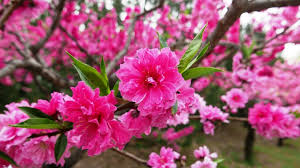 Most peach varieties require time in cold temperatures in order to grow effectively. Peaches Are From China Bygl