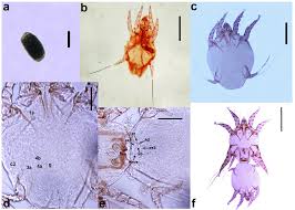 Image result for what do otodectes cynotis look like in dog fur