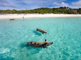 Where to stay in the bahamas: 7 Best Islands In The Bahamas To Visit 2021 With Photos Trips To Discover