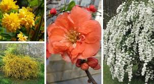 Invia tramite email postalo sul blog condividi su twitter condividi su facebook condividi su pinterest. Decorate Il Vostro Giardino In Modo Elegante Con Questi 8 Arbusti Facili Da Coltivare Creativo Media