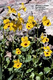 Image result for Scrophulariaceae