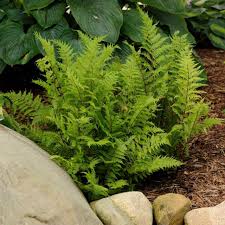 Image result for Athyrium annae