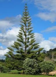 Image result for Araucaria columnaris