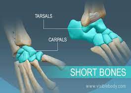 Types Of Bones Learn Skeleton Anatomy Types Of Bones Human Bones Anatomy Human Skeleton Anatomy