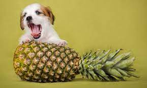 Pineapple sweet potato always and forever. Can Dogs Eat Pineapple The Facts And Myths About Pineapple For Dogs