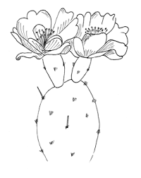 We must remember that this question is incorrect because of the many different cacti and they also look very different. Opuntia Humifusa Prickly Pear Cactus At Toadshade Wildflower Farm