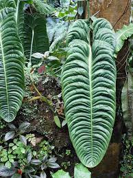 Image Result For Anthurium Veitchii Anthurium Plant Plants Anthurium