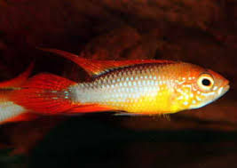 Keeping and maintenance text by david p. Rare Apistogramma Species Top 21 Apistogramma Species Pictures List Online Just Cichlids