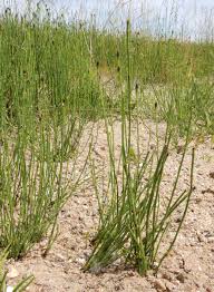 Image result for Equisetum ramosissimum