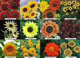 Bunga matahari adalah salah satu tanaman hias yang memiliki banyak varietas.salah satunya bunga matahari merah red sun dan velvet queen. 13 Jenis Bunga Matahari Sejarah Karakteristik Cara Budidaya