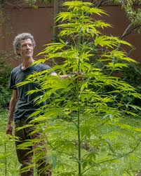 Ted Dobson of Equinox Farm - Leaf Nation