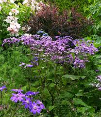 The tall purple perennial flowers produced on these plants are real standouts in the garden. Senecio Stellata Giovanna S Select Tall Cineraria Buy Online At Annie S Annuals In 2021 Cineraria Perennial Plants Plants