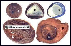 Baby coconuts information and facts. Palm Fruit Photos