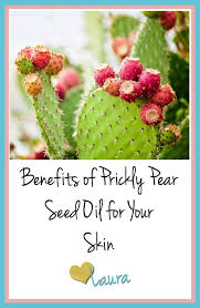 Avoid prickly pear oil if you are allergic to the fruit or similar fruits what does prickly pear seed oil smell like? 16 Barbary Fig Seed Ideas Fig Seeds Prickly Pear Barbary
