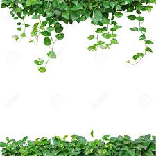 Green leaves green leaves vine vine leaves green vine high definition picture leaf plants background nature wood texture veins tree season red autumn yellow green shoots plant dew color drops close up branches flora orange pattern fresh bright abstract foliage fall maple drops of water grain brown spring. Free Download Heart Shaped Leaves Vine Devils Ivy Golden Pothos Isolated 1300x1300 For Your Desktop Mobile Tablet Explore 44 Vines Background Vines Background Vineyard Vines Iphone Wallpaper Vineyard Vines Wallpaper