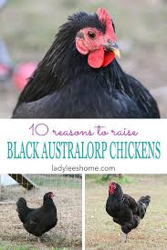 Black Australorp Egg Color 10 Reasons To Raise Black Australorp Chickens Australorp Chicken Black Australorp Chicken Breeds