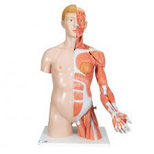The torso or trunk is an anatomical term for the central part, or core, of many animal bodies (including humans) from which extend the neck and limbs. Life Size Dual Sex Human Torso Model With Muscle Arm 33 Part 3b Smart Anatomy