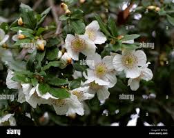 Image result for Cunoniaceae