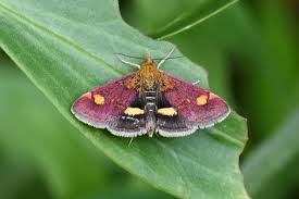 Image result for Pyrausta aurata