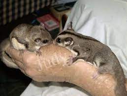 Squirrel Glider The Squirrel Flying Squirrels Also Have A Flattened Tail Whereas Sugar Squirrel Glider Flying Squirrel Squirrel