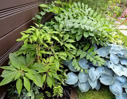 Image result for Geigeria brevifolia