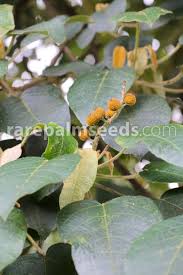 Image result for Croton dichogamus