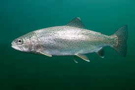 The morphology of the rainbow trout (oncorhynchus mykiss) lens during here we describe the captive breeding program for eagle lake rainbow trout, oncorhynchus mykiss aquilarum, which is. Rainbow Trout Oncorhynchus Mykiss Inaturalist Ca