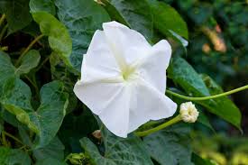 Morningglory pitted leaf shaped leaves heart ivyleaf lacunosa cotyledons hairs differs having few msu edu. Gardening 101 Morning Glory Gardenista