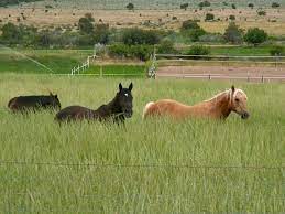 Dryland Pasture Seed Mix Great Basin Seed Drought Tolerant Grass Drought Tolerant Grass Pasture Drought Tolerant