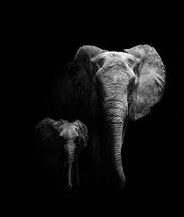 Beautiful Black And White Elephant Pictures African Elephant Mother With Her Calf Elephant Photography Elephant Animal Photography