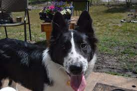 Border Collie Rescue The Dog Liberator