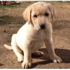Take pride in owning a kingdom acres lab puppy! Lisa S Labradors Labrador Retriever Breeder In Thornton Colorado