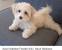 Maltipoo Before And After Grooming